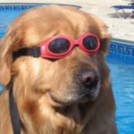 scuba-dog